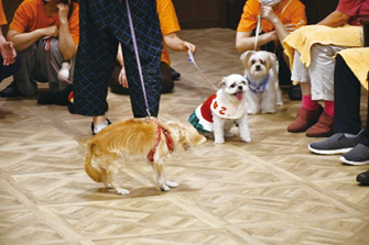 セラピードック