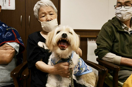 セラピードック