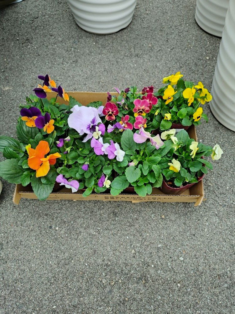 お花を植えました