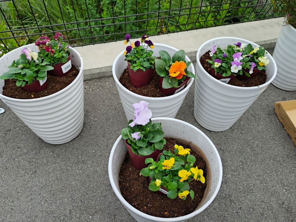 お花を植えました