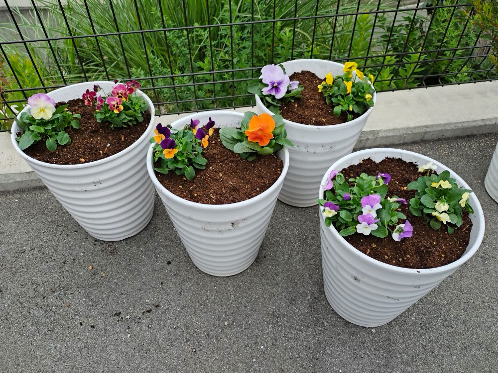 お花を植えました